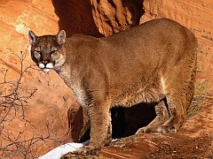 Walk in the Wild, Mountain Lion